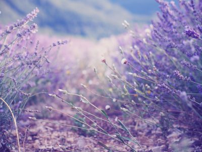 essenital lavender oils