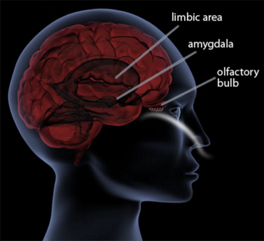 ESSENTIAL OILS AND THE BRAIN LIMBIC SYSTEM