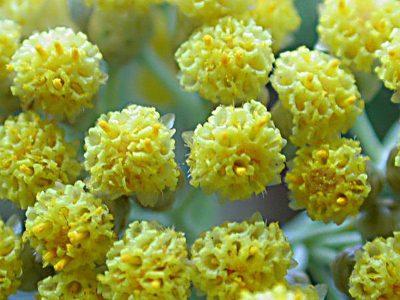 Helichrysum